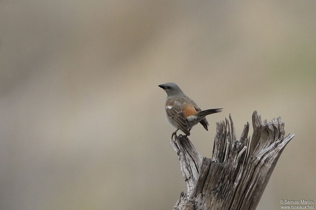 Moineau swahiliadulte