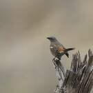 Moineau swahili