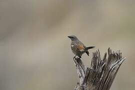 Swahili Sparrow