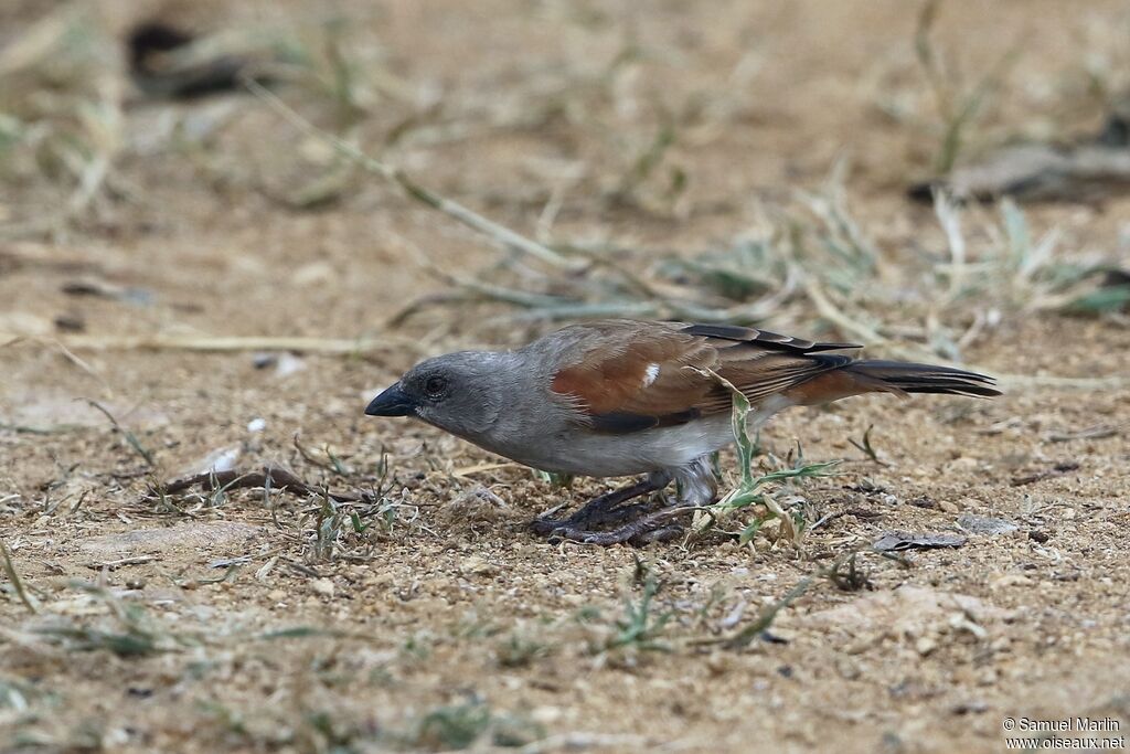 Moineau swahiliadulte