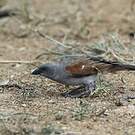 Moineau swahili