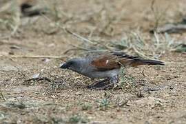 Swahili Sparrow