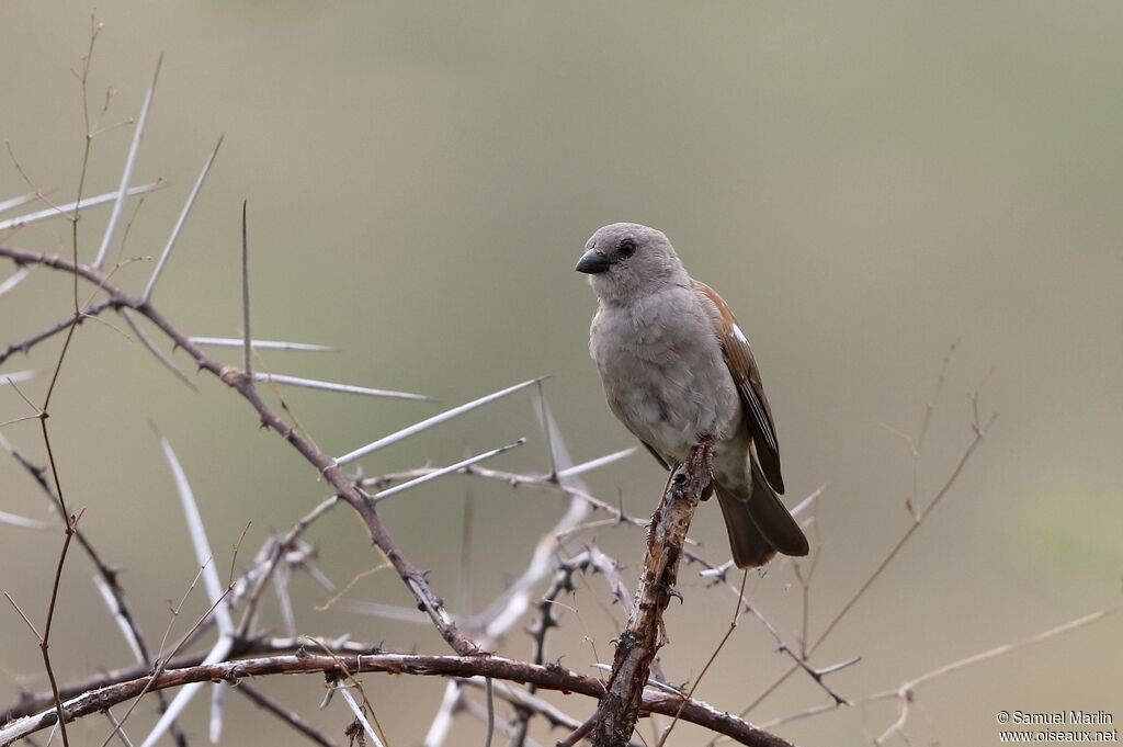 Moineau swahiliadulte