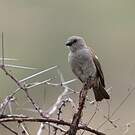 Moineau swahili