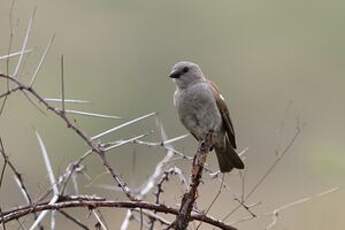 Moineau swahili