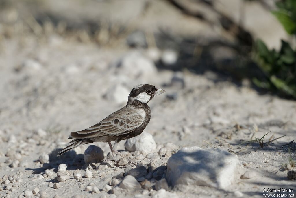 Grey-backed Sparrow-Lark