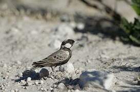 Grey-backed Sparrow-Lark