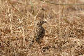 Black-crowned Sparrow-Lark