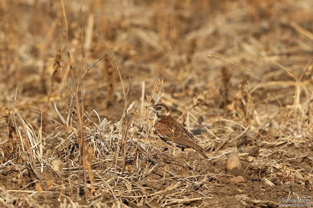 Chestnut-backed Sparrow-Lark female adult