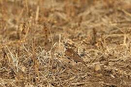 Chestnut-backed Sparrow-Lark