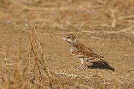 Chestnut-backed Sparrow-Lark