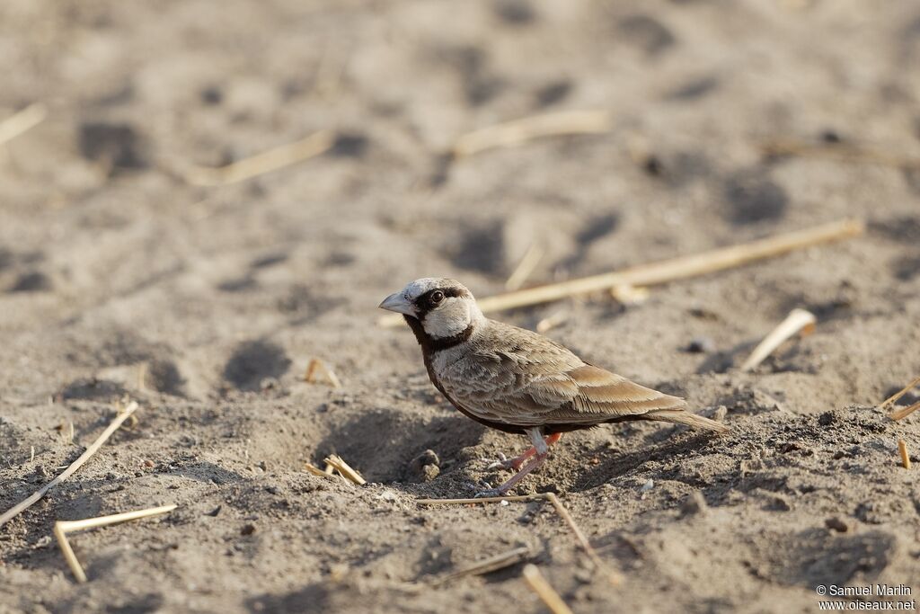 Ashy-crowned Sparrow-Lark male adult