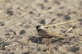 Ashy-crowned Sparrow-Lark