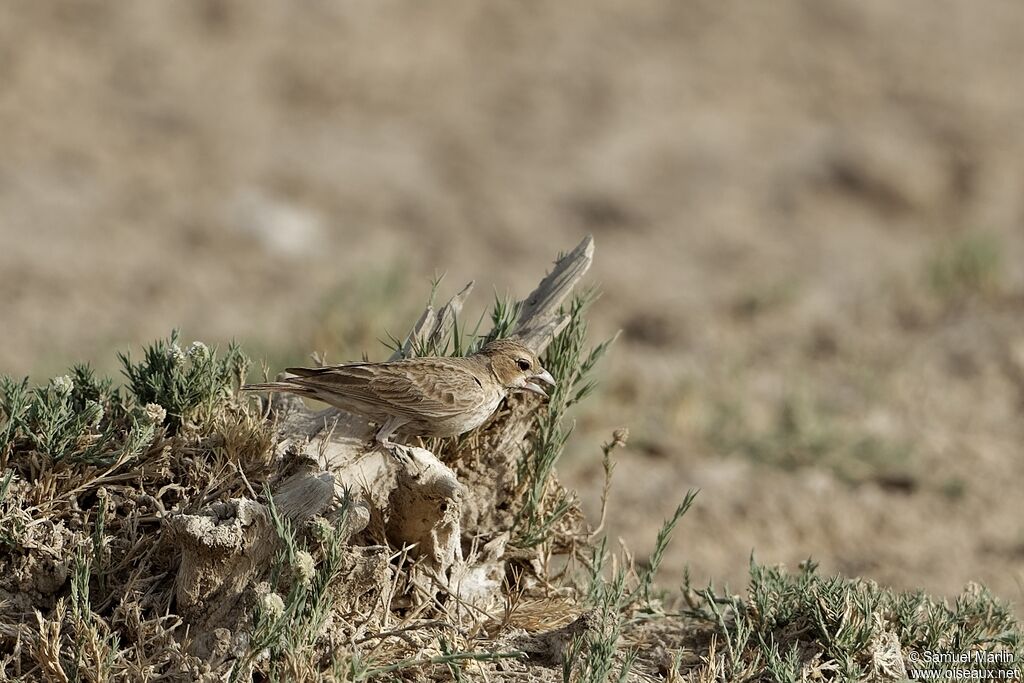 Ashy-crowned Sparrow-Lark female adult