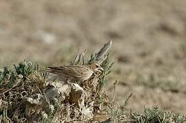 Ashy-crowned Sparrow-Lark