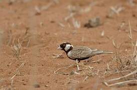 Chestnut-headed Sparrow-Lark