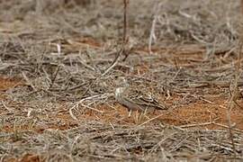 Chestnut-headed Sparrow-Lark