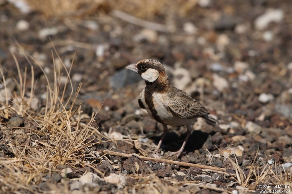 Fischer's Sparrow-Lark male adult