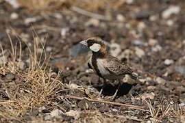 Fischer's Sparrow-Lark