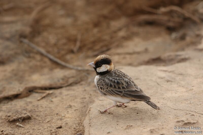 Fischer's Sparrow-Lark male adult
