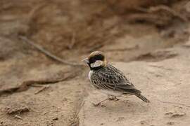 Fischer's Sparrow-Lark