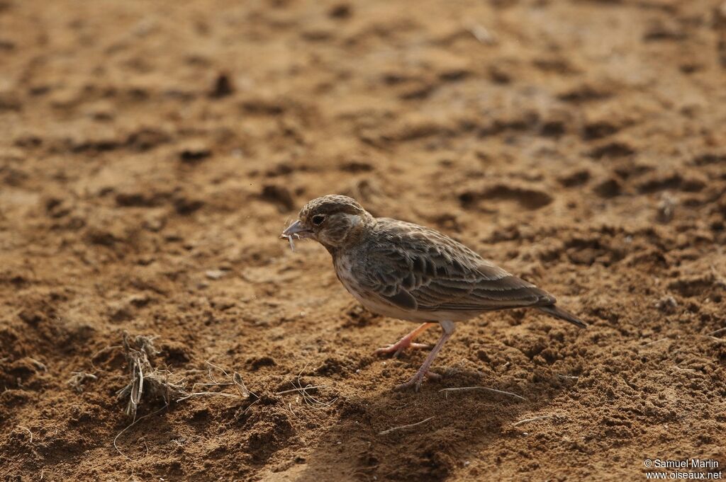 Fischer's Sparrow-Lark female adult