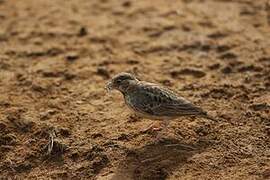 Fischer's Sparrow-Lark