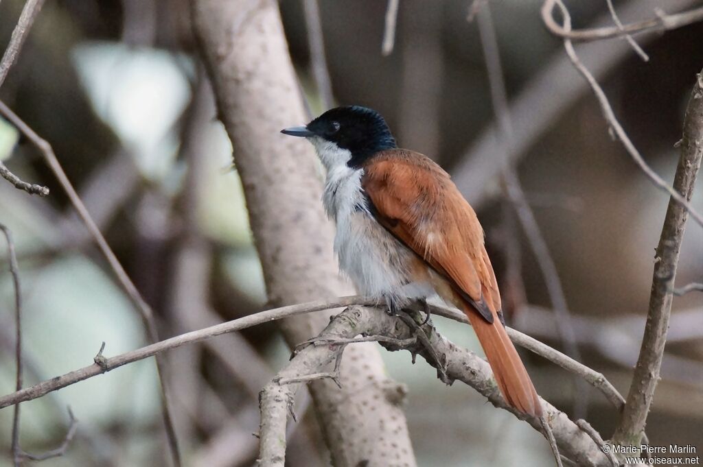 Shining Flycatcher female adult