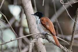 Shining Flycatcher