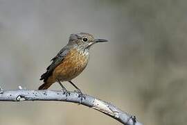 Short-toed Rock Thrush