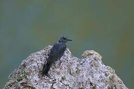 Blue Rock Thrush