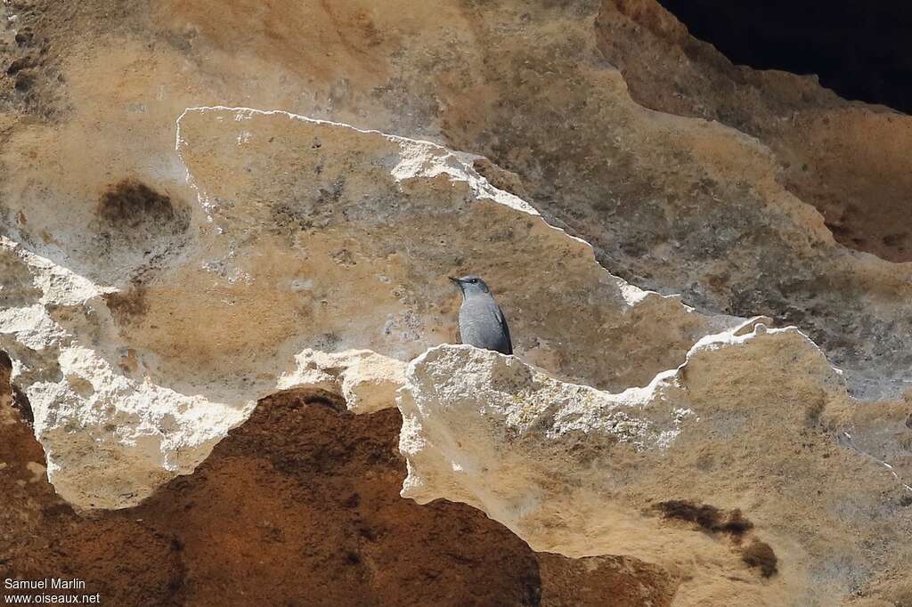 Blue Rock Thrush male adult post breeding, habitat