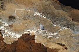 Blue Rock Thrush