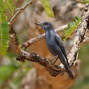 Blue Rock Thrush