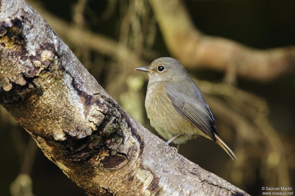 Monticole de forêt femelle adulte