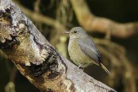 Forest Rock Thrush