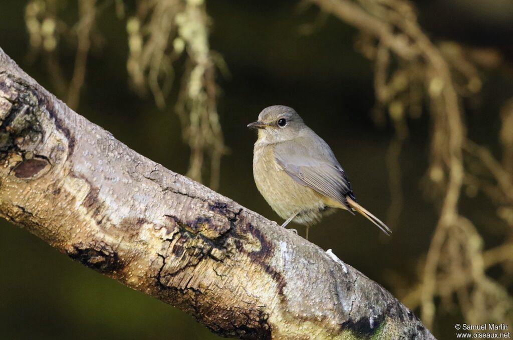 Forest Rock Thrush female adult