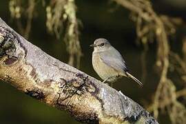 Forest Rock Thrush