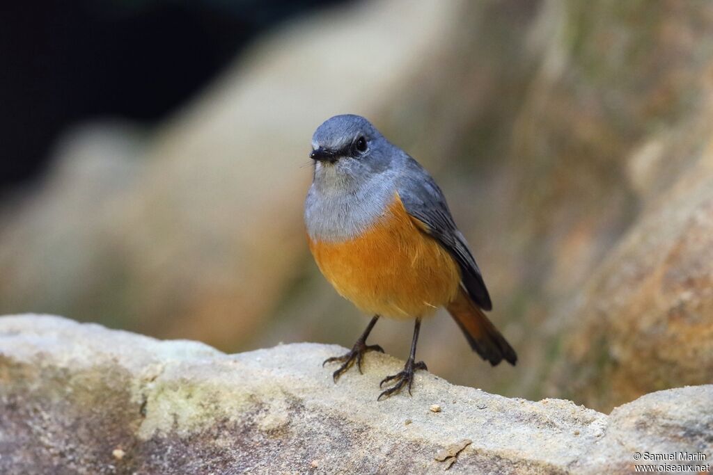 Forest Rock Thrush male adult