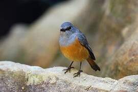 Forest Rock Thrush