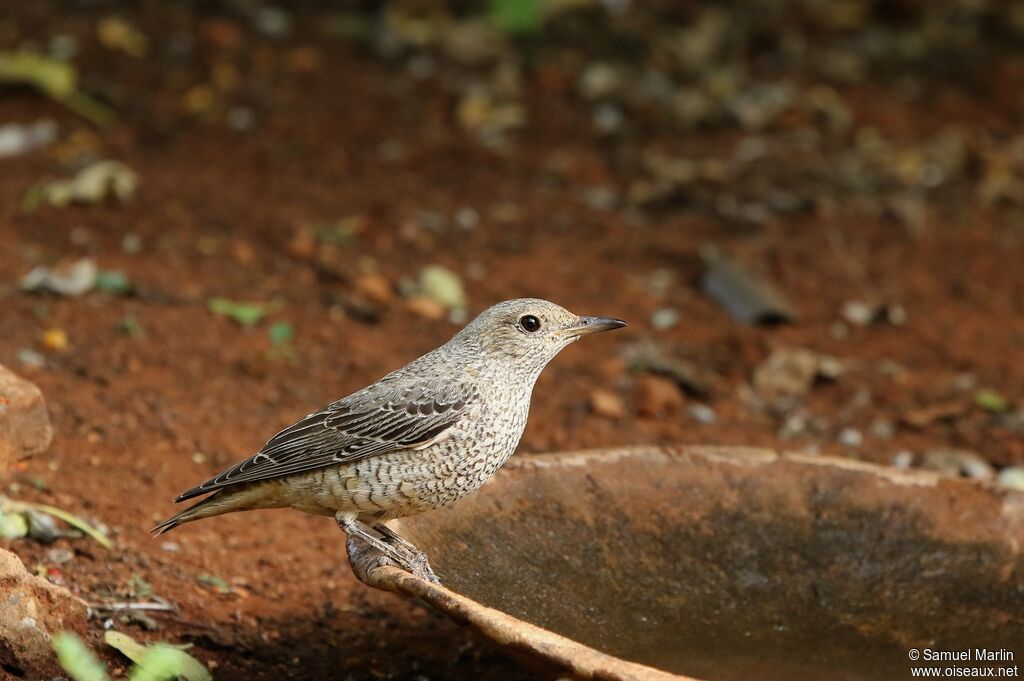 Common Rock Thrush female adult