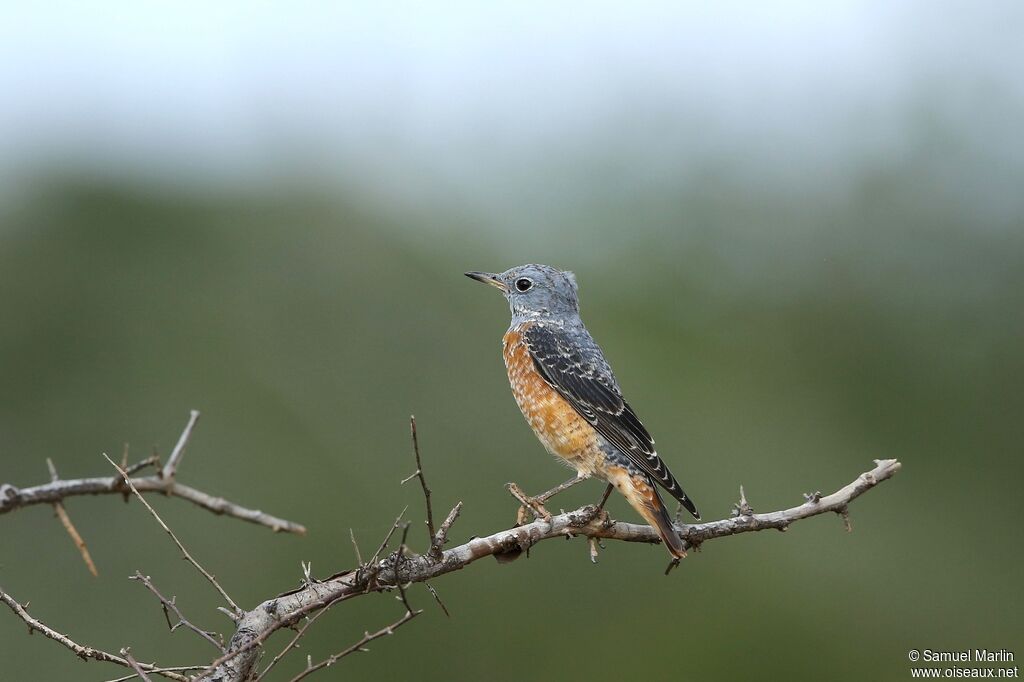 Common Rock Thrush male adult