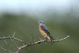 Common Rock Thrush