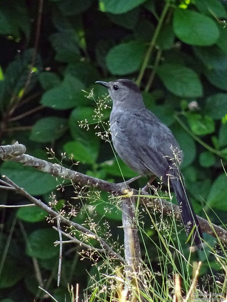 Grey Catbirdadult