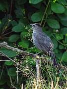 Grey Catbird