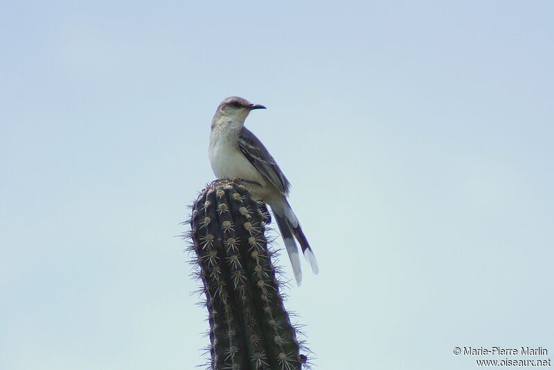 Tropical Mockingbird male adult