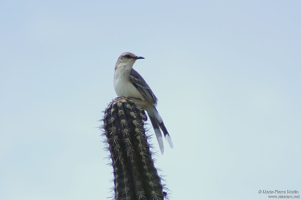 Tropical Mockingbird male adult