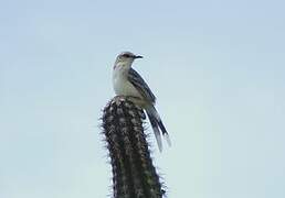 Tropical Mockingbird