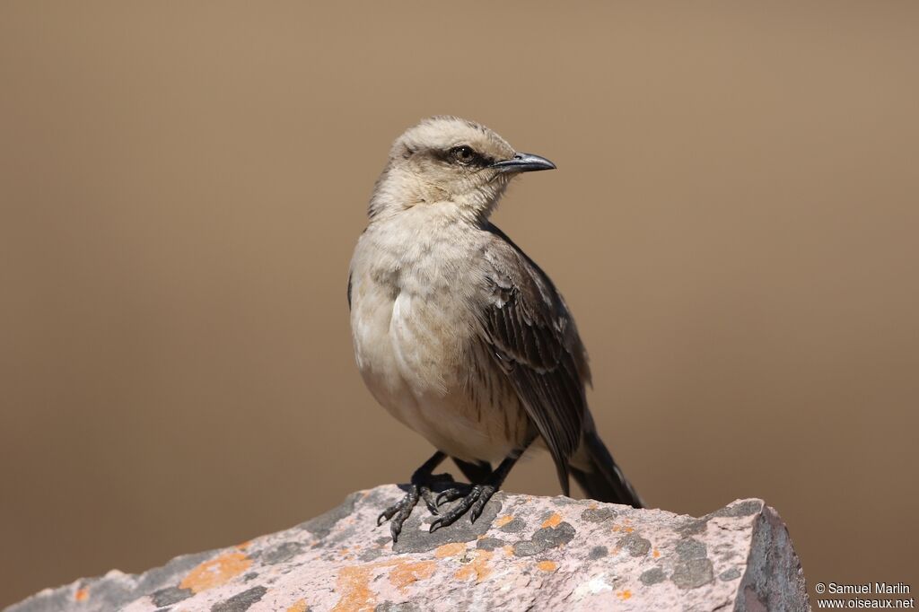 Chalk-browed Mockingbird