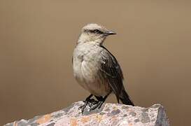 Chalk-browed Mockingbird